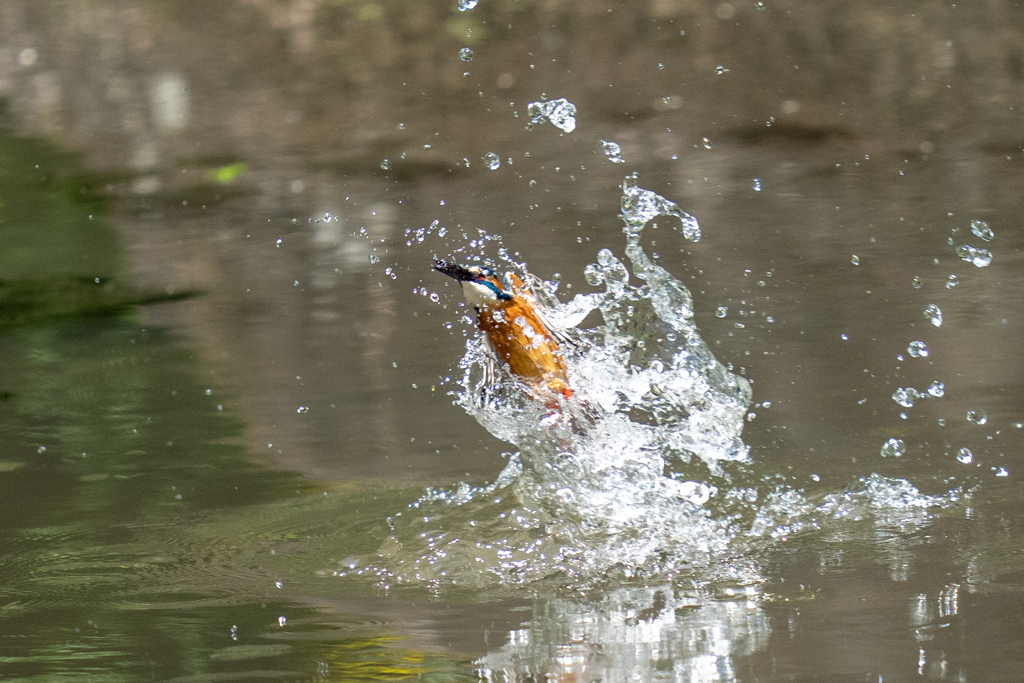 ゴールデンウィークのカワセミ