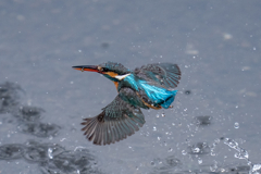 今日のカワセミ