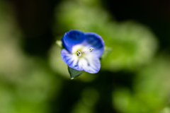 野草の時間