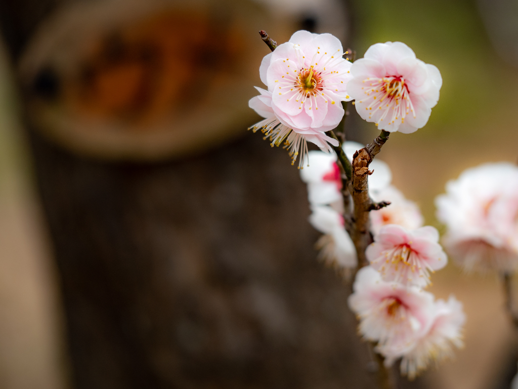 野草園のひととき