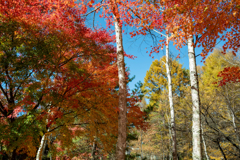 今日の紅葉
