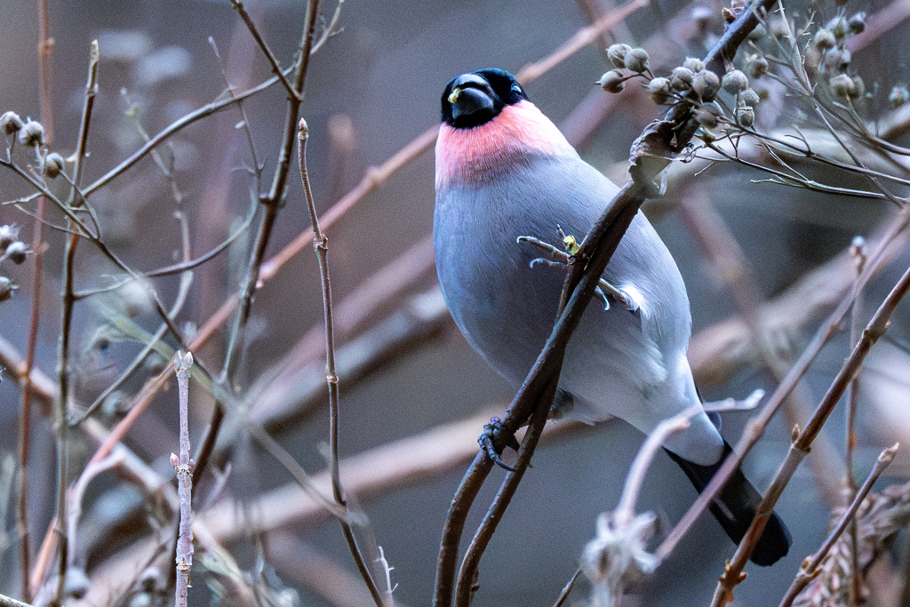 冬の鳥見