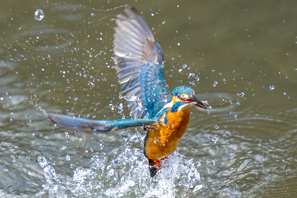 日当たりカワセミ