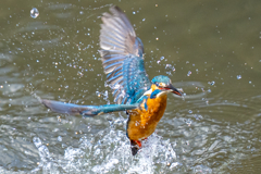 日当たりカワセミ
