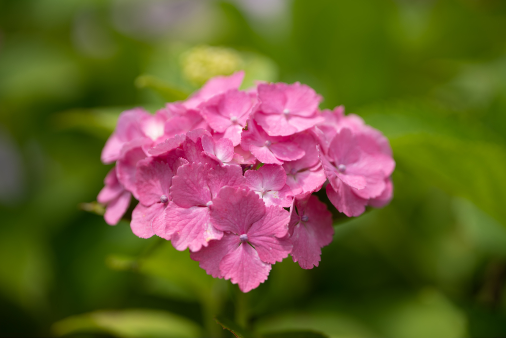 野草の時間
