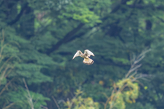 梅雨の新緑ホバ