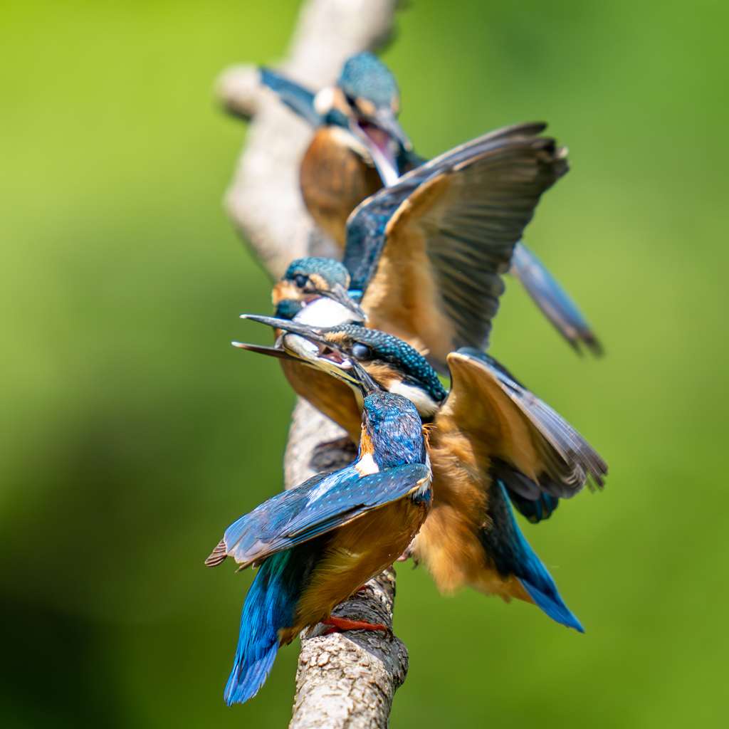 カワセミの生活