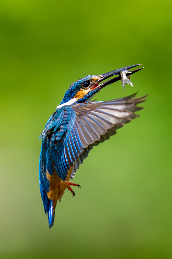 今日のカワセミ