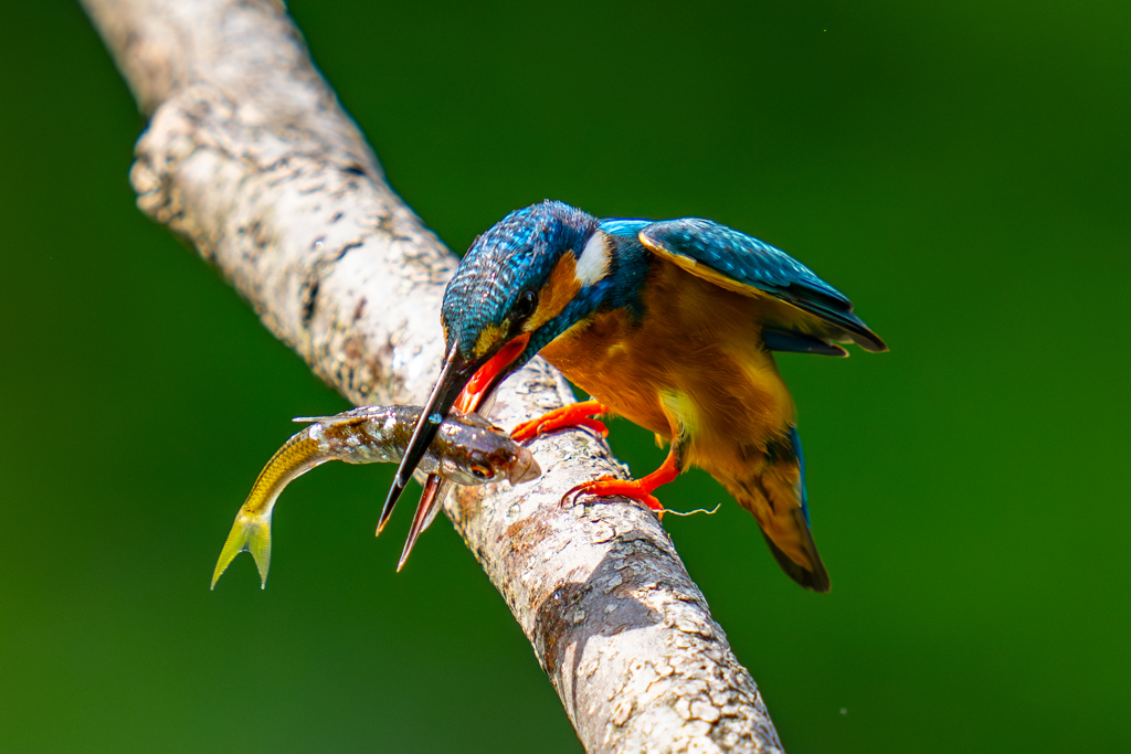 カワセミの生活