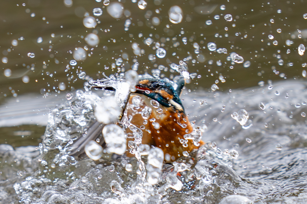 今日のカワセミ