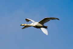 双頭コハクチョウ