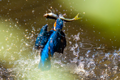 カワセミの生活