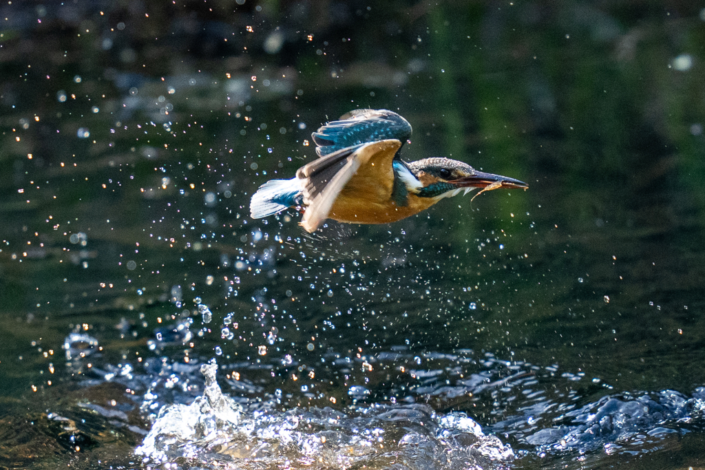 今日のカワセミ