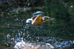 今日のカワセミ