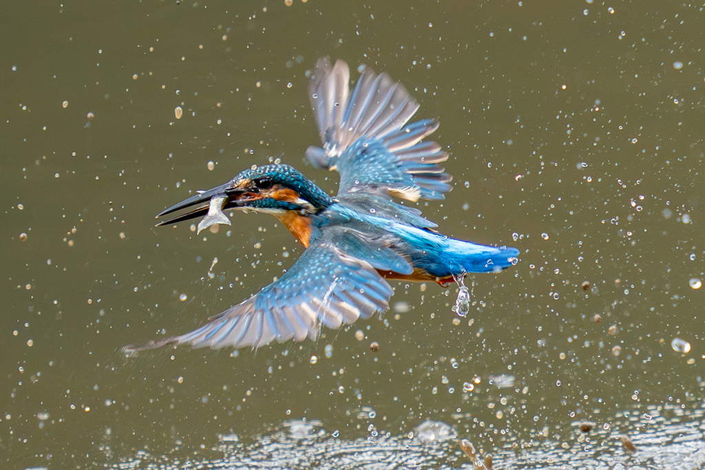 昨日のカワセミ