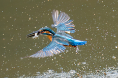 昨日のカワセミ
