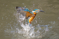 今日のカワセミ