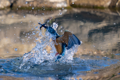 昨日のカワセミ
