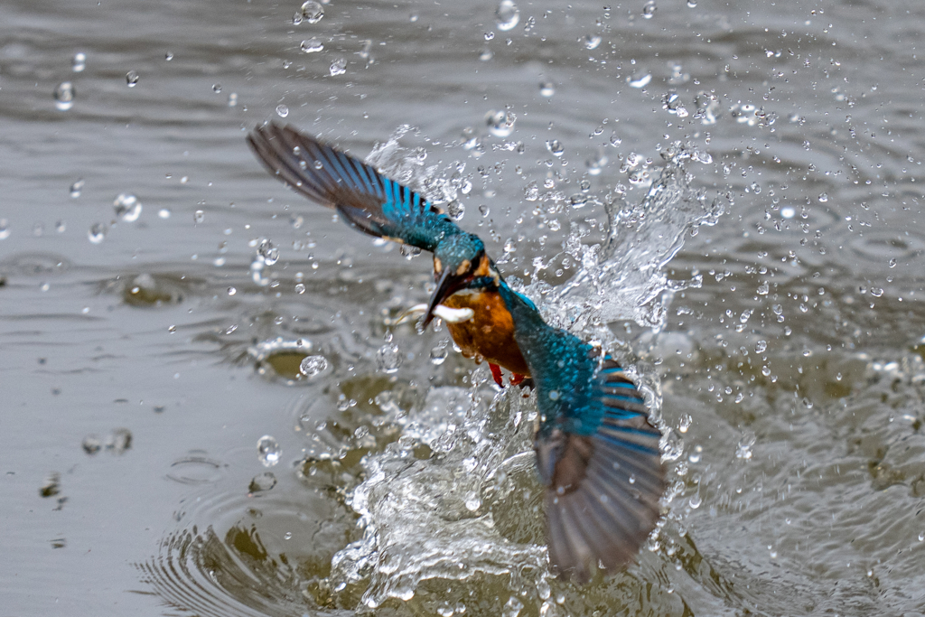 今日のカワセミ