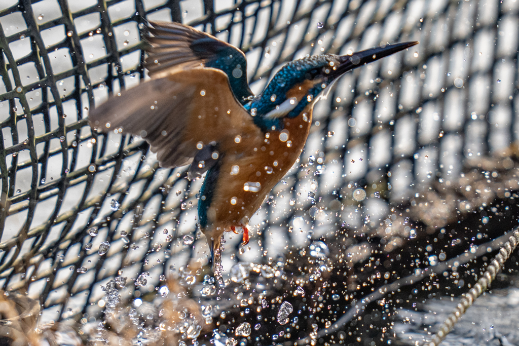 生簀でのご活躍