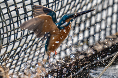 生簀でのご活躍