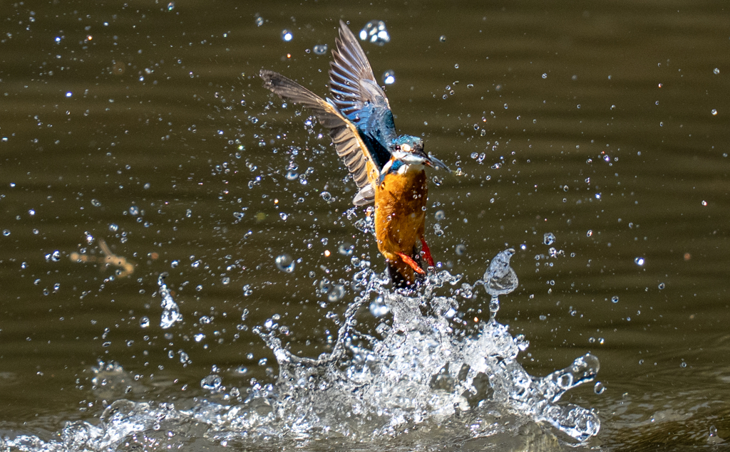 昨日のカワセミ
