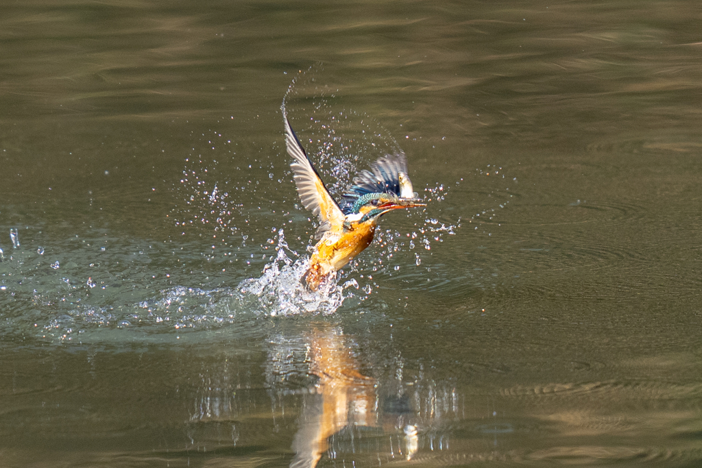 正月二日のカワセミ
