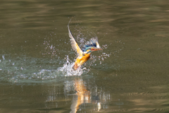 正月二日のカワセミ