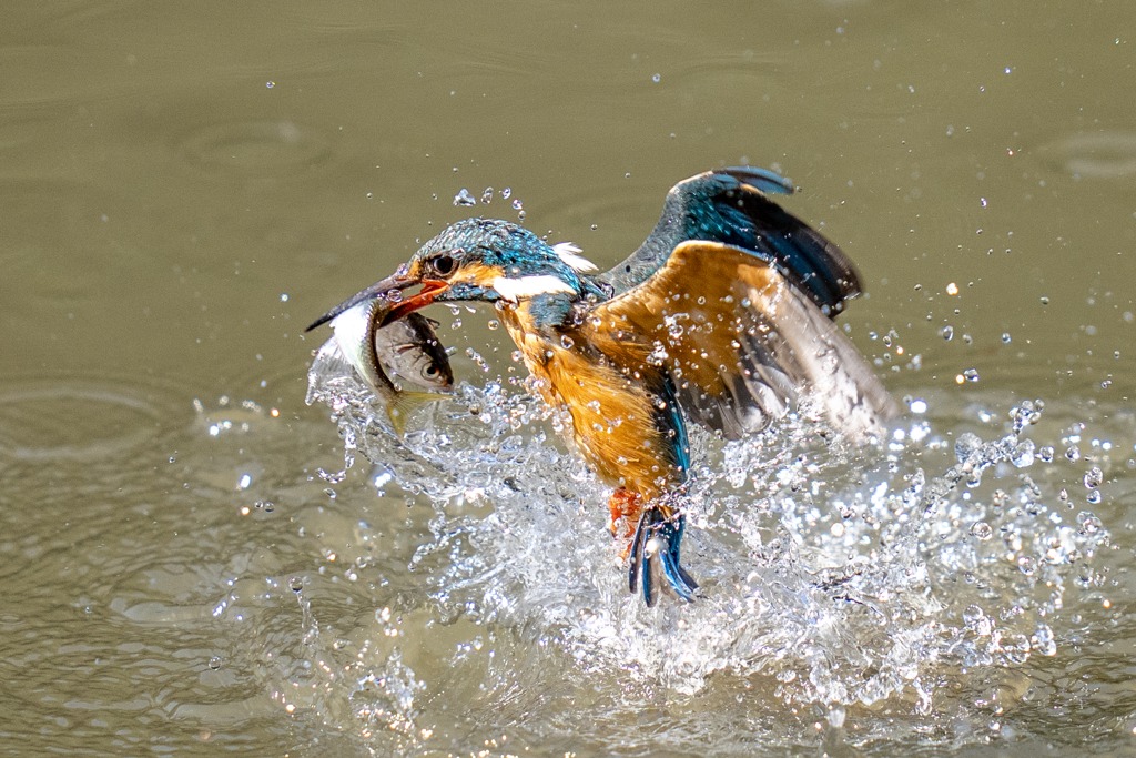 今日のカワセミ