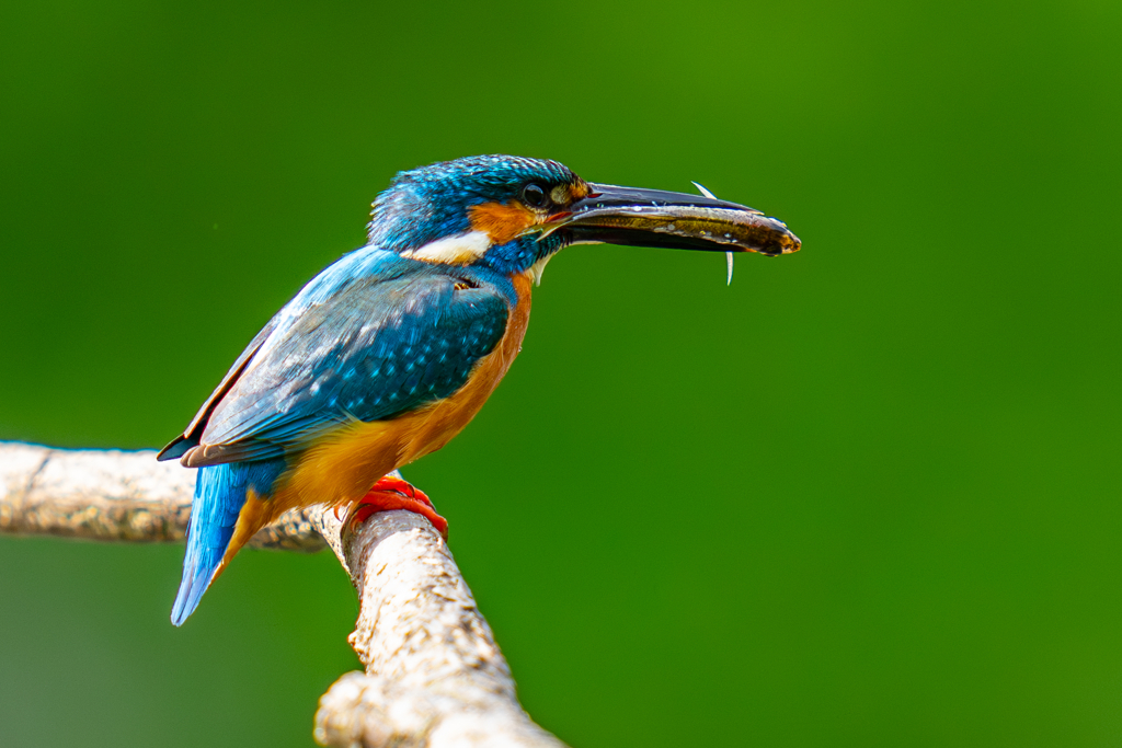 カワセミの生活