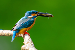 カワセミの生活