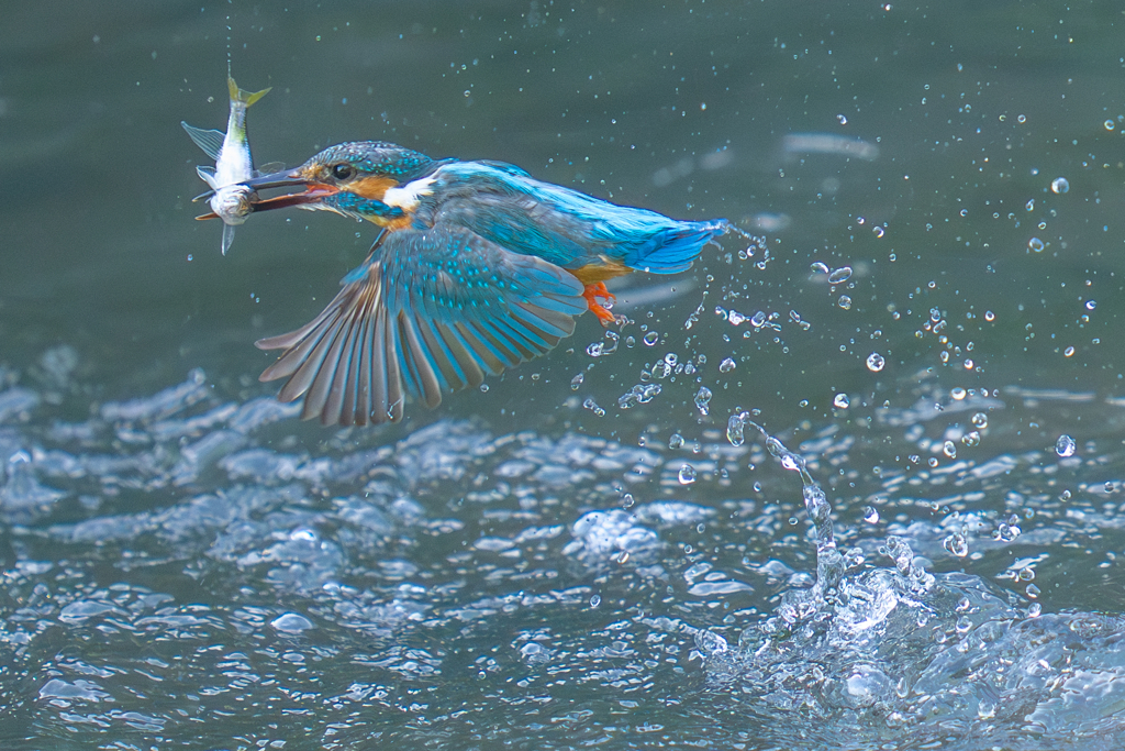 カワセミの生活