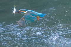 カワセミの生活