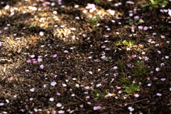 野草の時間
