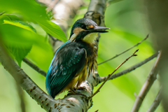 カワセミの生活