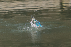 松の内カワセミ