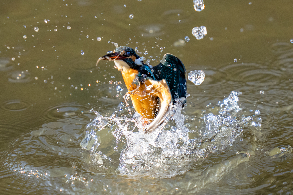 今日のカワセミ