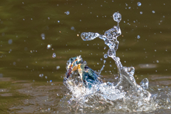 アウェーな池のカワセミ