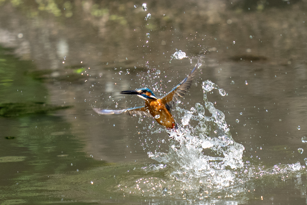 ゴールデンウィークのカワセミ