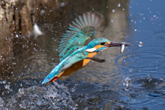 ターコイズブルー