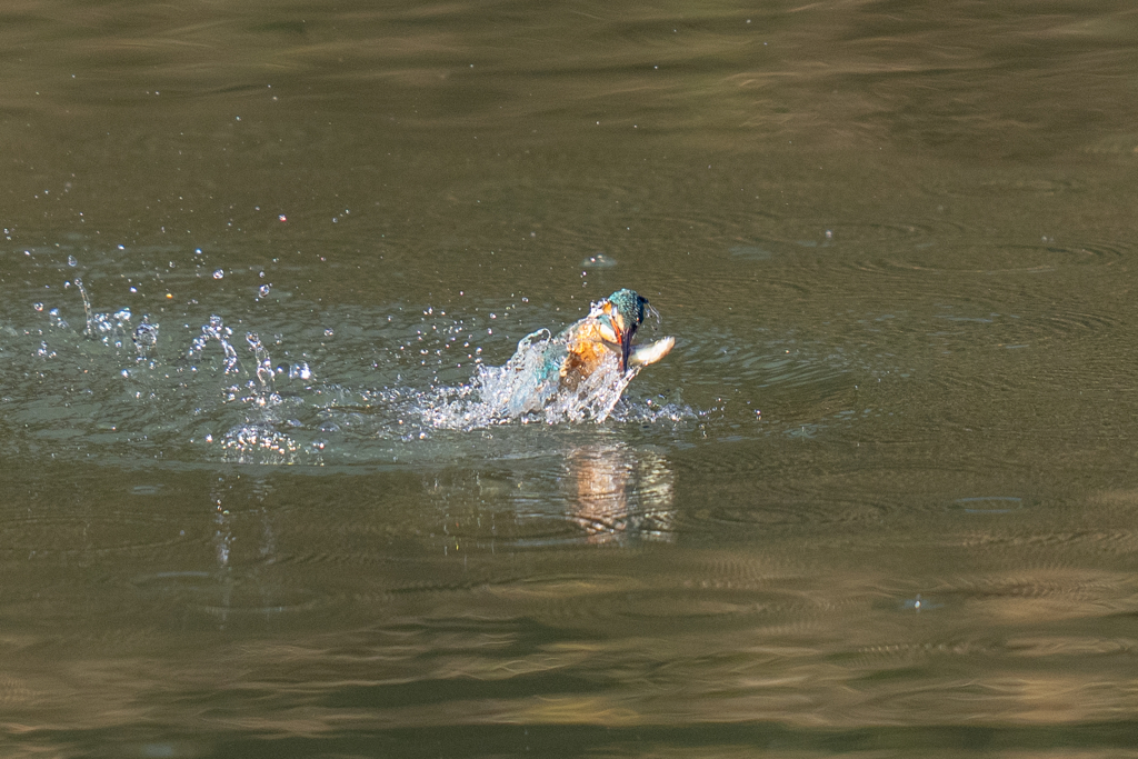正月二日のカワセミ