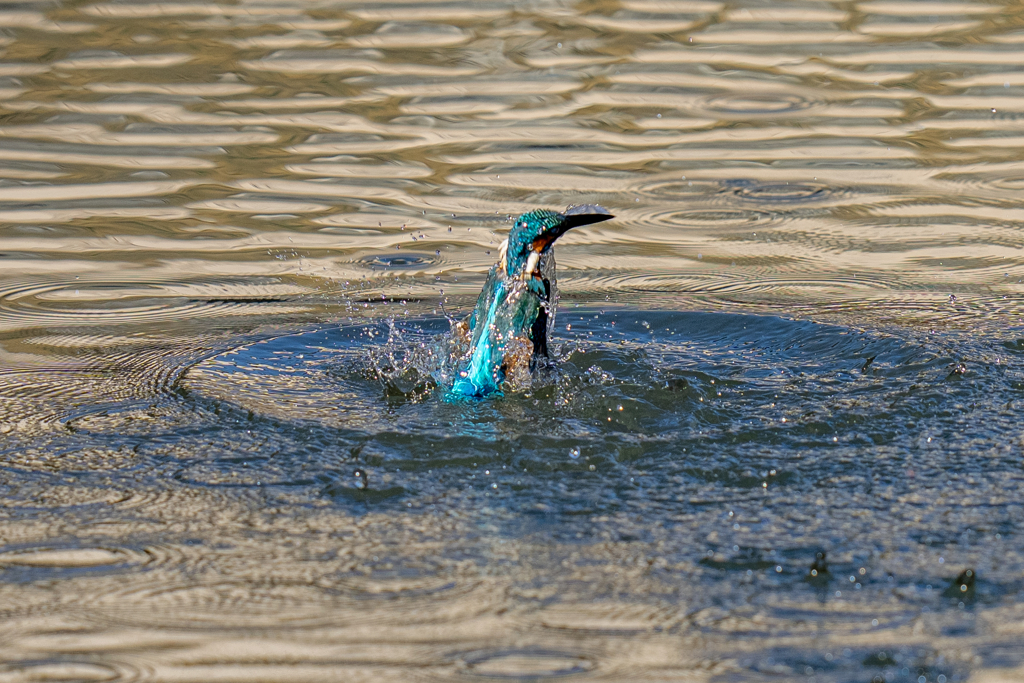 昨日のカワセミ