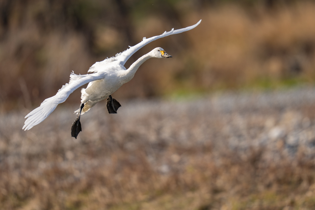 コハクチョウ着水