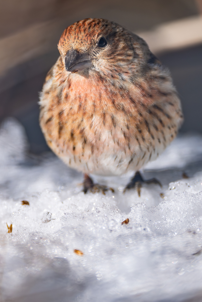 雪の思い出