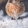 雪の思い出