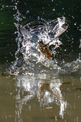 リフレクション