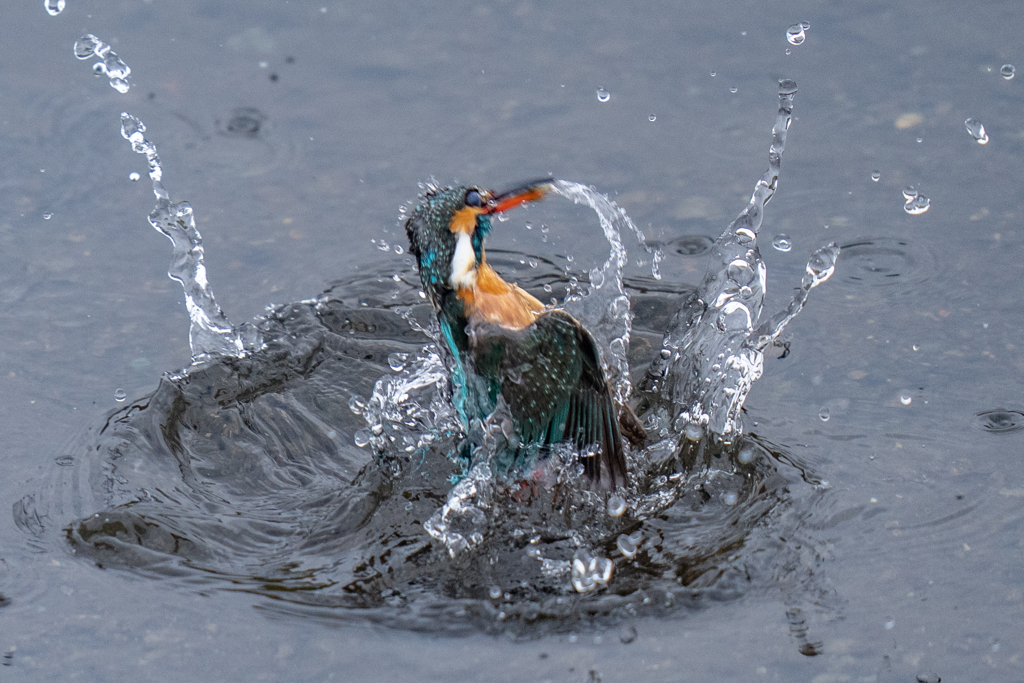 今日のカワセミ