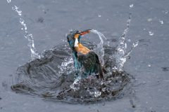 今日のカワセミ