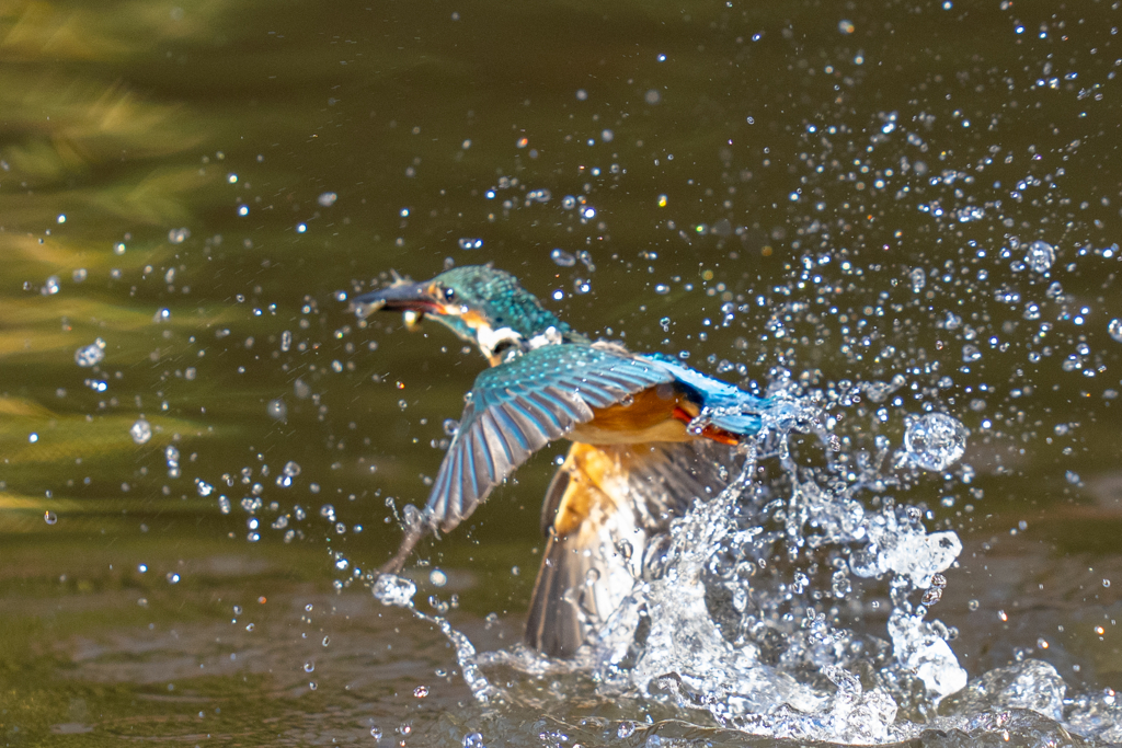 アウェーな池のカワセミ