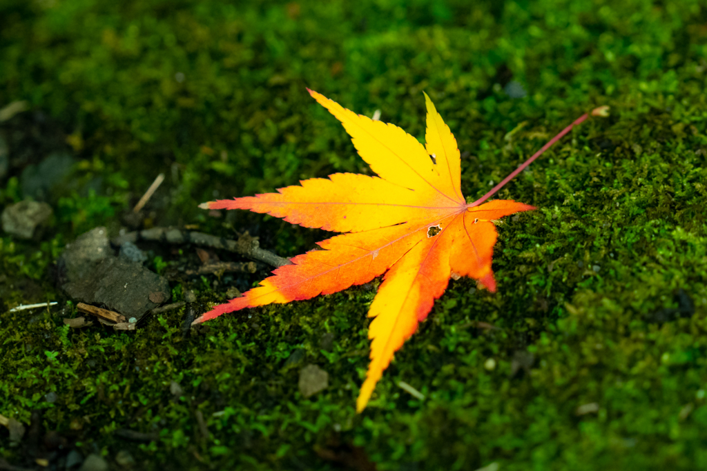 苔紅葉